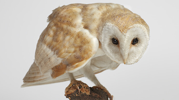 Life in the dark. Courtesy of Natural History Museum