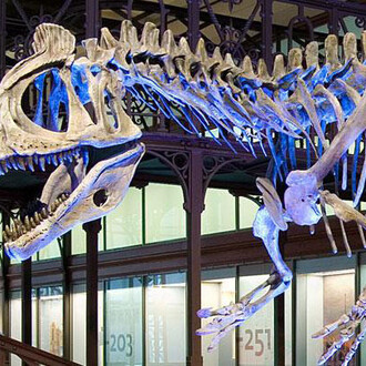 Galerie des Dinosaures. Courtesy of Royal Belgian Institute of Natural Sciences