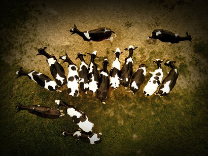 Industria ganadera: The Economist nos sugiere que tratemos la producción de algunos productos agrícolas, como la carne, de la misma forma que tratamos el carbón. En otras palabras, que gradualmente dejemos de consumir carne