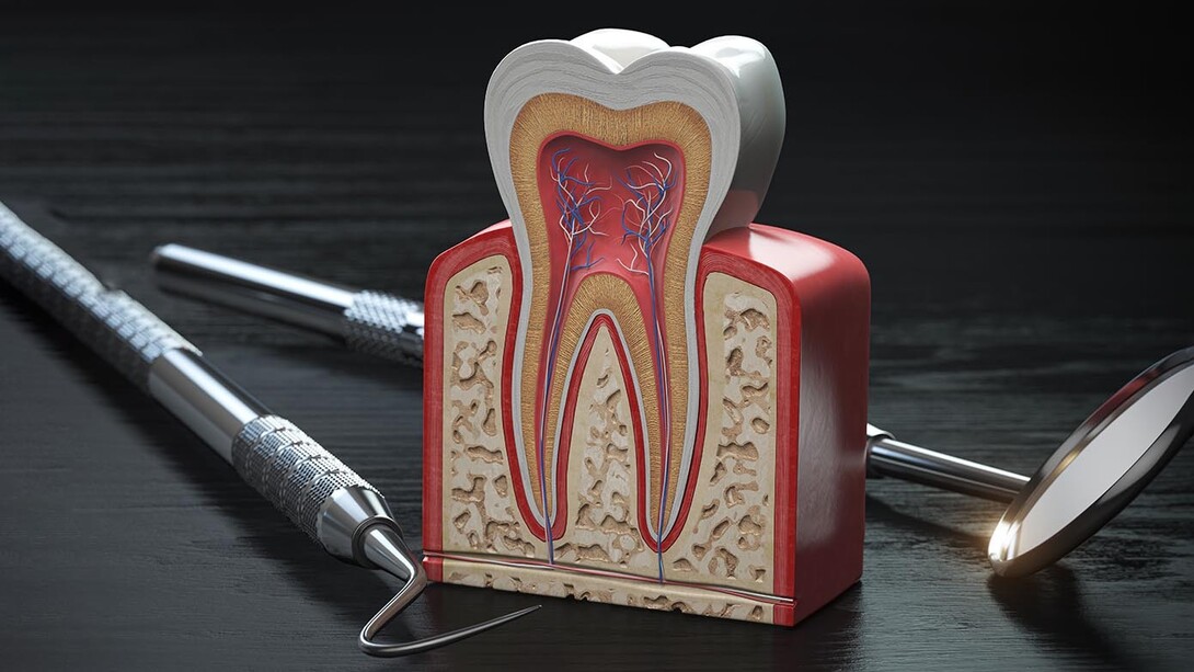 La parodontologia studia le malattie delle gengive e dei tessuti di sostegno del dente