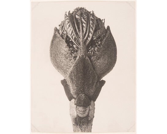 Form Follows Flower. Courtesy of Kunstgewerbemuseum