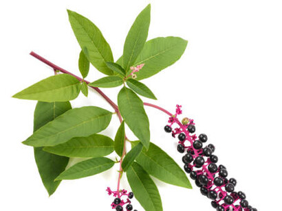 Hojas y semillas, tóxicas para los humanos, phytolacca americana, de Ombú