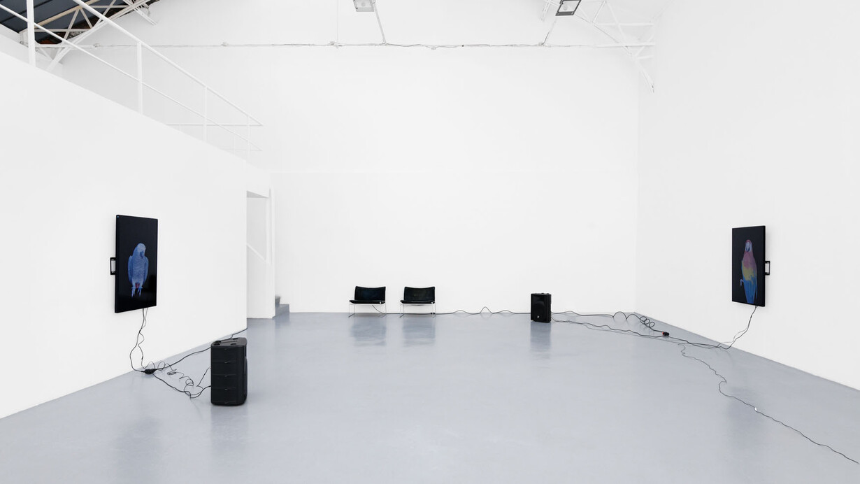 Diana Thater, The conversation, exhibition view. Courtesy of Galerie Hussenot