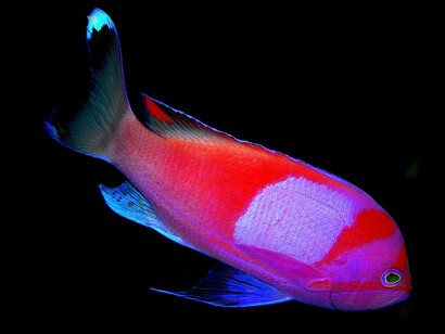 El pez marrano («Pseudanthias pleurotaenia»), especie marina de peces de arrecife del océano Pacífico