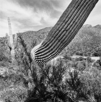 LEE FRIEDLANDER, Sonoran Desert, Arizona, 1995. Courtesy of Fraenkel Gallery