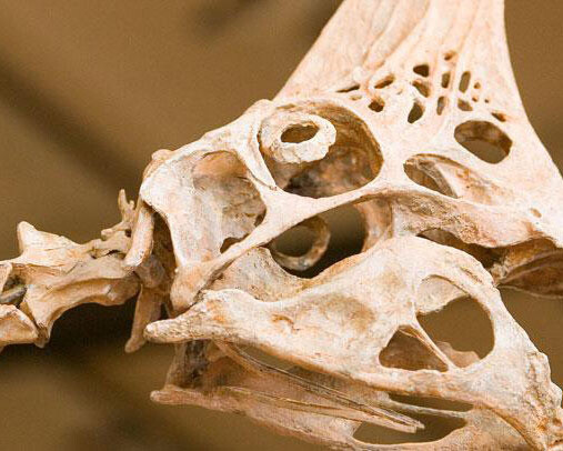 Galerie des Dinosaures. Courtesy of Royal Belgian Institute of Natural Sciences