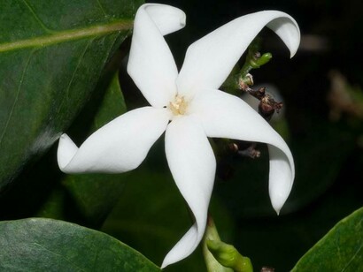 Ramosmania rodriguesii salvata da Magdalena