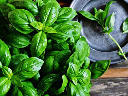 Si può utilizzare l’olio essenziale di Basilico per aumentare l’ingegno, la lucidità mentale, il focus, l’attenzione e la precisione