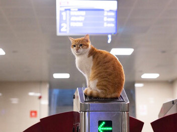 Behold the charm of Istanbul, Turkey, with an adorable orange and white cat perched atop a subway ticket machine
