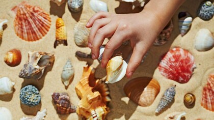 Chi non ha mai raccolto una conchiglia da portare a casa come ricordo? 