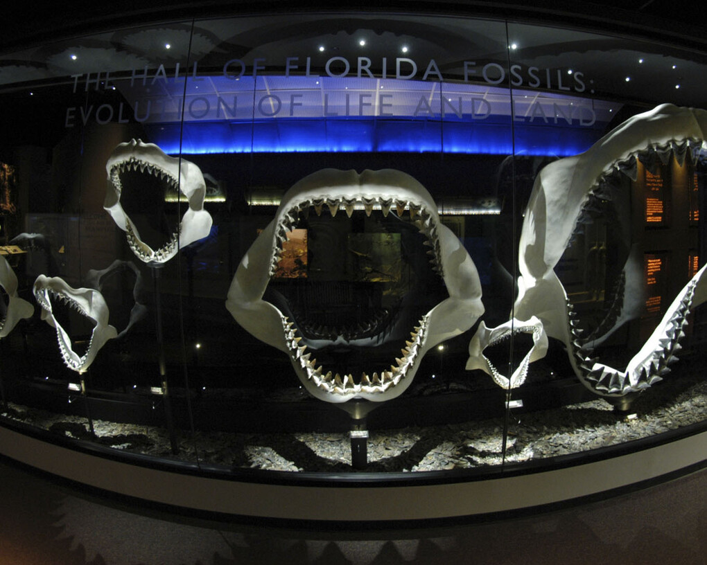 Florida Fossils. Courtesy of Florida Museum of Natural History