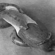 Anakonda, ausstellungsstück. Mit freundlicher genehmigung des Senckenberg Naturmuseums