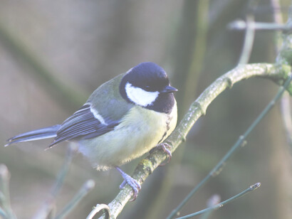 Great Tits readily use nest boxeds put up by Londoners © Gehan de Silva Wijeyeratne