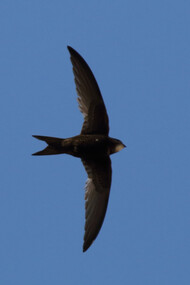 Swifts have aerodynamic shapes for a life on the wing © Gehan de Silva Wijeyeratne
