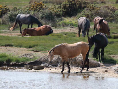 New Forest Ponies, Keyhaven Marshes, ph. Gehan de Silva Wijeyeratne