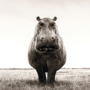 Graeme Purdy. Courtesy of Woolff Gallery