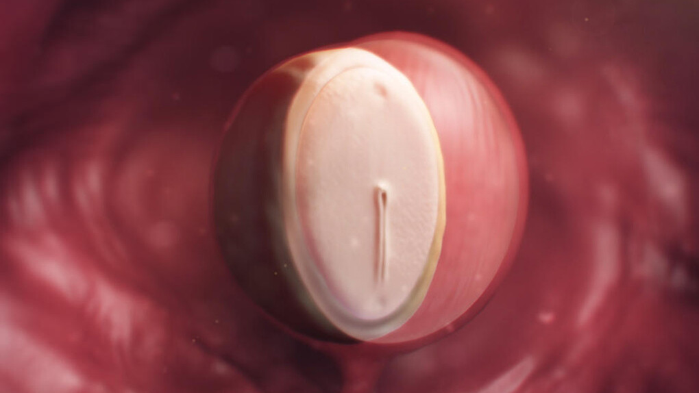 Todavía existe la creencia (producto de dogmas religiosos y sociales) de que la vida humana y, por ende, la existencia del ser humano, empieza desde la concepción