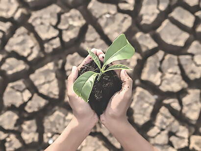 In the face of global warming, trees demonstrate remarkable adaptability by flourishing in dry, cracked soil during the arid season
