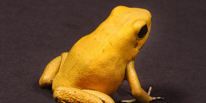 Hall of Reptiles and Amphibians. Courtesy of American Museum of Natural History