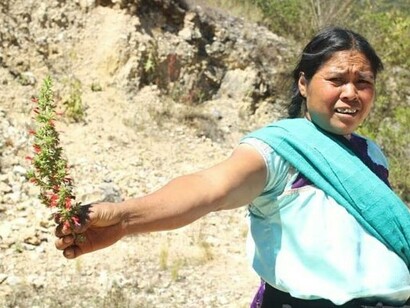 Chiapas, México. Curandera con planta medicinal. Foto: Sabrina Guitart