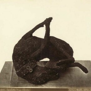 Achille Mauri “Squelette d`un chien”c. 1875, albumen print (from glass negative), 20 x 25,9 cm