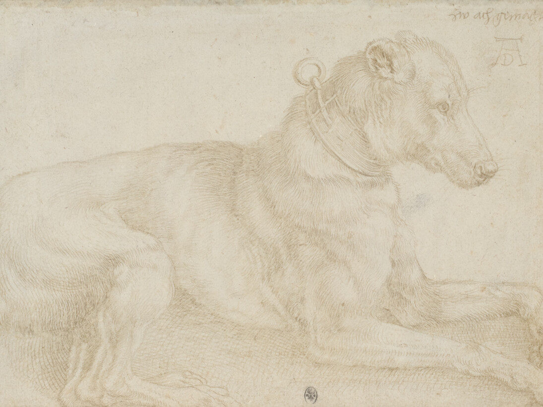 Albrecht Dürer, Dog resting, c. 1520, silverpoint over charcoal on pale pink prepared paper, 128 x 180mm © The Trustees of the British Museum