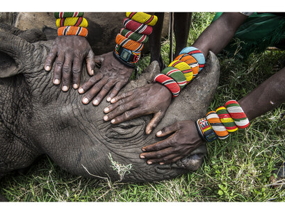 Second Prize Nature Category, Singles
Ami Vitale, USA. Lewa Downs, Northern Kenya. Caption: A group of young Samburu warriors encounter a rhino for the first time in their lives. Most people in Kenya never get the opportunity to see the wildlife that exists literally in their own backyard