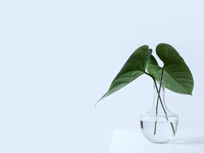 ¿Raíces o rizomas?