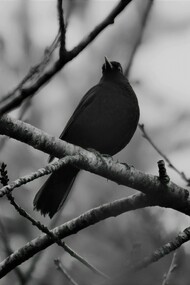 A black raven perched on a tree branch