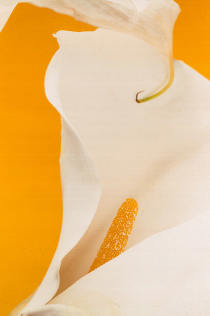 Alejandro Kuropatwa, Sin título (detail), c. 2002. Courtesy of Vasari Gallery