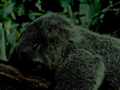 Dormir, una necesidad vital en todo el reino animal