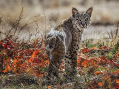 Carol Brooks Parker, The Bobcat, Photograph on Fine Art Paper, 24" x 36"