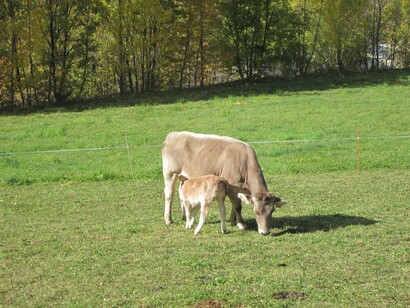 Valle de Boí. Ganado vacuno. Foto: Caterina López