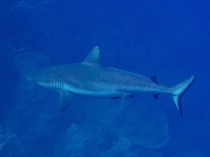 Lo squalo pinna bianca oceanico è un pesce cartilagineo pelagico con una distribuzione cosmopolita. Si trova generalmente tra la superficie e i 150 m di profondità, in mare aperto, in acque con temperature superiori ai 20 °C.  Squalo pinna bianca oceanico (Carcharhinus longimanus), Mar Rosso, Egitto