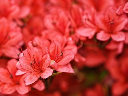 Riuscire a guardare ai nostri errori come un dono per poter apprendere nuove lezioni e migliorare, ci porterà pace e serenità 