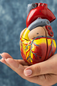 Educational content with a person holding an anatomical heart model, providing insightful insights into the complexities of the cardiovascular system and its aging process