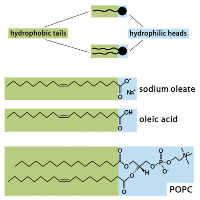 Chemical structure of some typical fatty acids, emphasizing their hydrophilic and lipophilic parts.