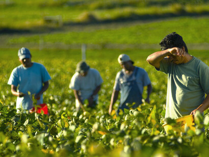 La gran hipocresía: trabajos que nadie más quiere en manos de los «ilegales»