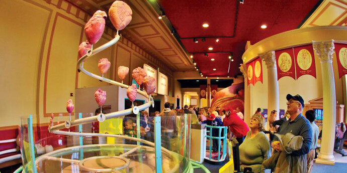 The Giant Heart. Courtesy of The Franklin Institute