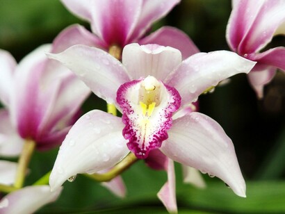 Orquídea blanca, símbolo del amor puro