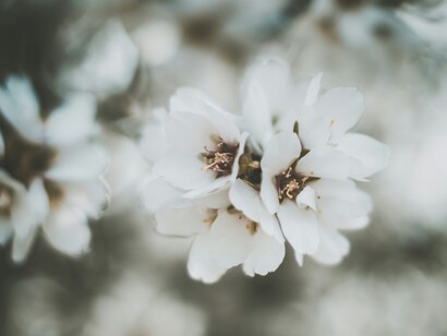 La Puglia è tra le principali regioni italiane per la produzione di mandorle, che si distinguono per la loro qualità e il sapore intenso