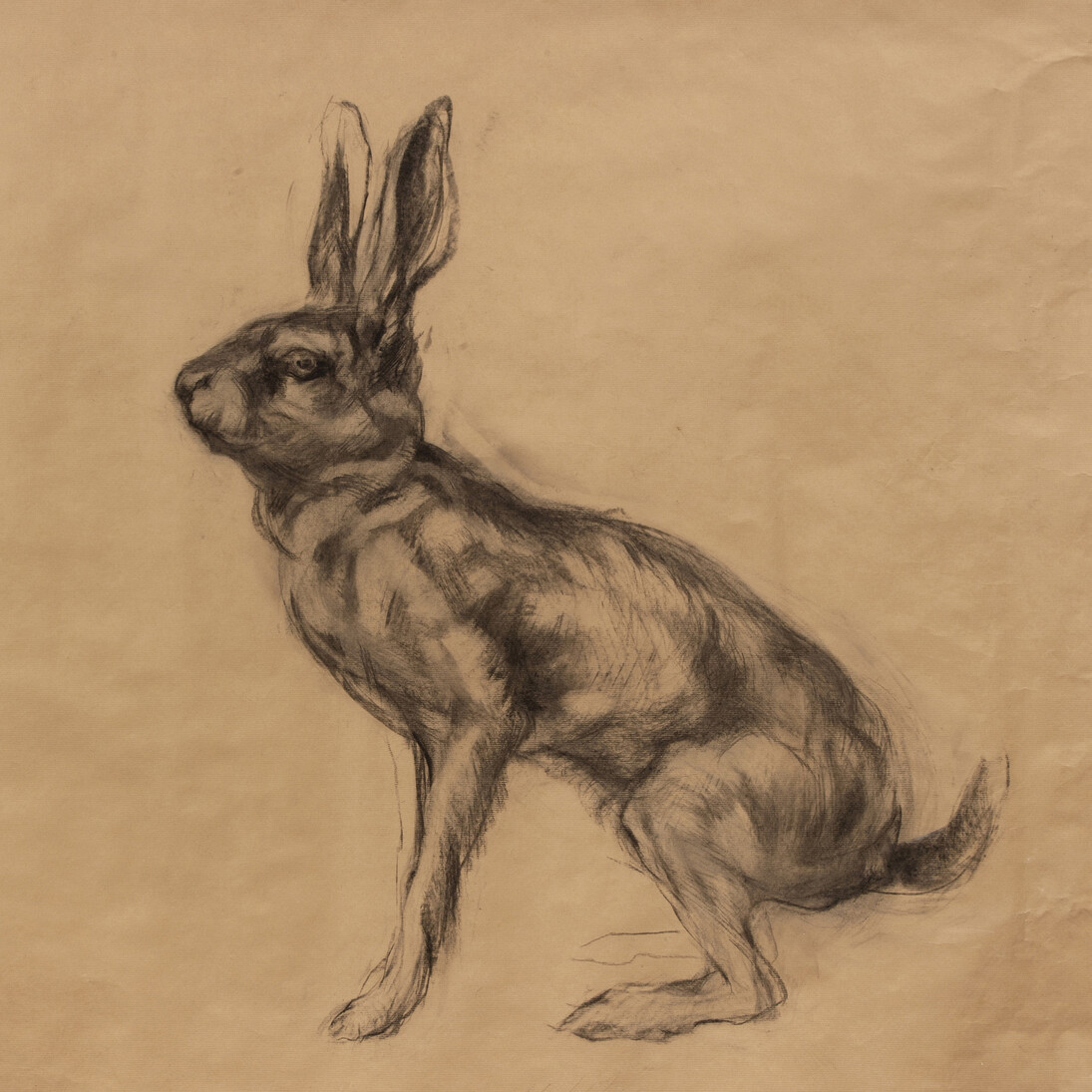 Nicola Hicks, Untitled (Hare), 2014, charcoal on paper, © Nicola Hicks, courtesy of Flowers Gallery