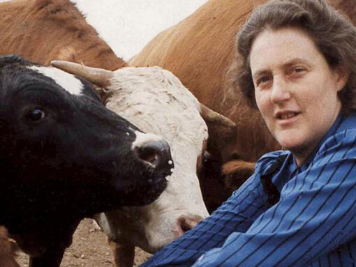 Temple Grandin and her cows