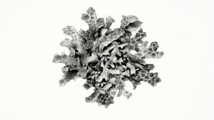 Jonathan Delafield Cook. Courtesy of Purdy Hicks