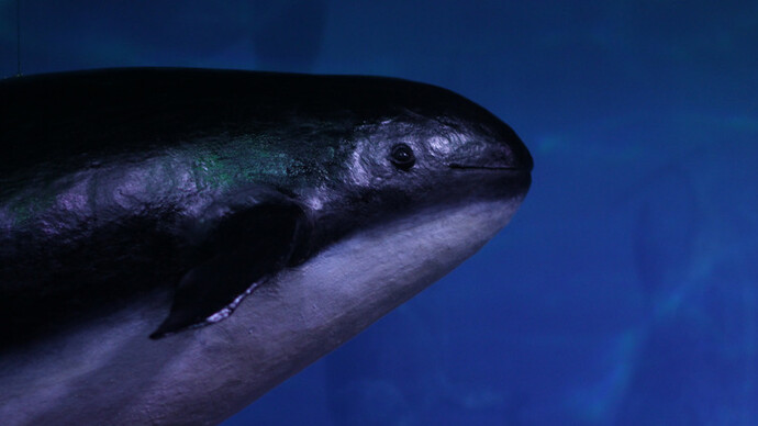 The Black Sea Diorama. Courtesy of National Museum of Natural History