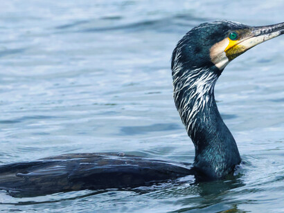 Great Cormorant © Gehan de Silva Wijeyeratne