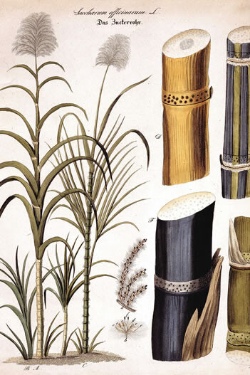 Das Zuckerrohr (Stahlstich um 1830) © SDTB / Historisches Archiv, Bestand Zucker-Museum