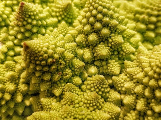 Essa sequência pode ser observada na natureza em diversos casos e está diretamente relacionada à proporção áurea. A lógica é fácil de entender: qualquer número dentro da sequência é o resultado da soma dos dois anteriores. Assim, temos 1, 1, 2, 3, 5, 8, 13, 21, 34... e assim por diante. É uma progressão infinita, mas com uma estrutura interna surpreendentemente harmoniosa