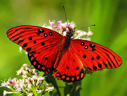 The beauty of nature