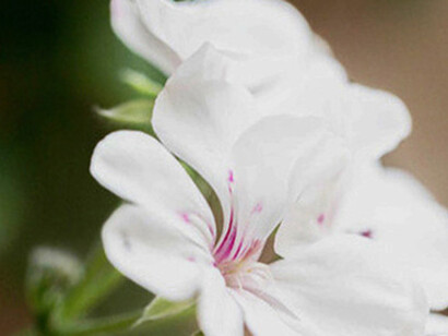 Flowering Memory, ph. Michael Stillwater